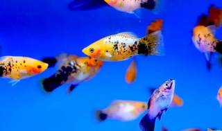 Established commercial ornamental fish farm seeking financial investment for expansion.