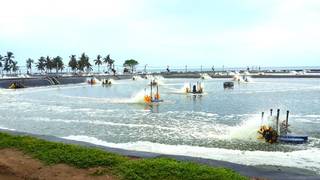 Certified shrimp farming business producing high-quality Vannamei shrimp for seafood processors/exporters, and distributors.