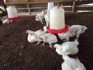 Pre-revenue diversified agribusiness developing swamp land for poultry and cash-crop production, seeks investment.