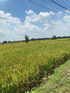 Food supply chain and rice production platform seeking investment to expand farming and distribution globally.