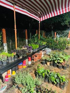 Plant nursery in Electronic City specializing in bonsai and ornamental plants with steady retail sales.
