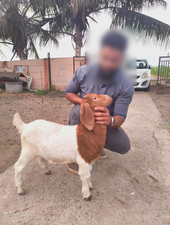 One of the leading sustainable goat farming businesses for ethical and eco-friendly livestock management.