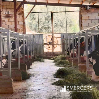 For Sale: Small dairy farm providing top quality milk with 14 cows.