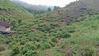 Patchouli oil business with potential to increase production to 90-100 tons seeking investment for growth.