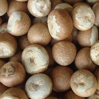 Company operating in the processing and trading of areca nut seeks investment for working capital.
