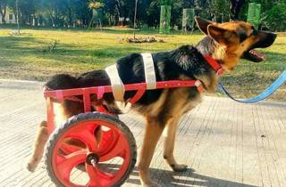 Profitable niche pet-care business offering mobility solutions for specially-abled dogs in a high-growth market.