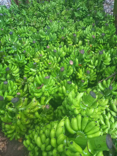 Banana production farm with a production capacity of 3 lakh metric tonnes yearly seeks investment.