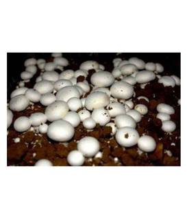 Mushroom cultivation and research of mushroom cultivation business in Jaipur serving 10+ clients.