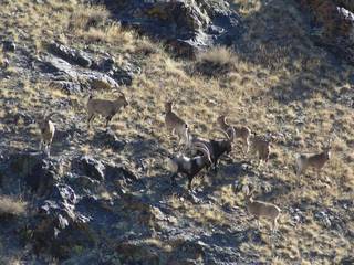 Guided hunting tour company for sale in Mongolia with a dedicated team.