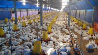 Poultry farm that produces 16,000 chickens in 35-40 days, plans to start another farm.