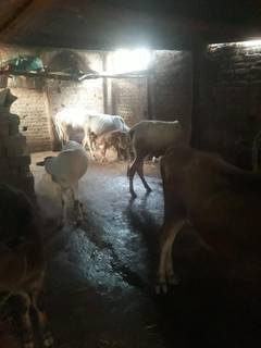 Passionate promoter-led small dairy business supplying fresh milk locally, seeking funds to expand operations.