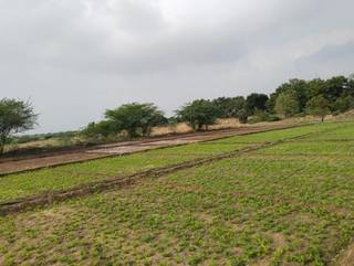 Agriculture business growing 5+ vegetables and paddy in 5 acre land seek funds for marketing.