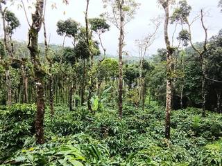 40-acre coffee plantation in Karnataka's Western Ghats, seeks investment for eco-resort and hospitality expansion.