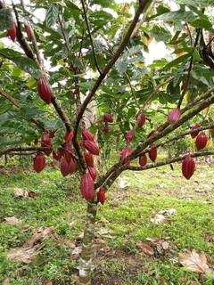 2 acre cocoa plantation with 3+ clients seeks funds to expand into vanilla cultivation.