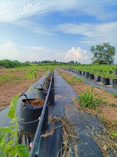 Business into cultivation of tomato, chili, and lime supplying to 8 clients seeks a loan.