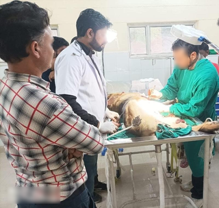 Invest in veterinary services with a growing clinic model and partnerships for diverse income streams.