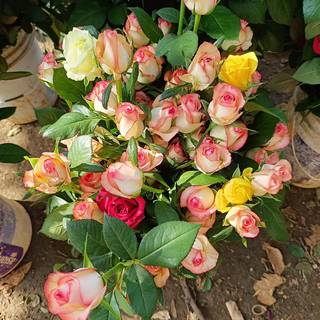 Exotic Dutch rose cultivator with proven market presence, supplying premium-quality flowers to wholesale markets.