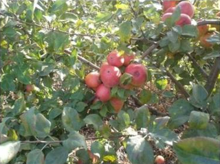 Large mechanized orchard in Grodno region producing fruits and berries with full irrigation and equipment.
