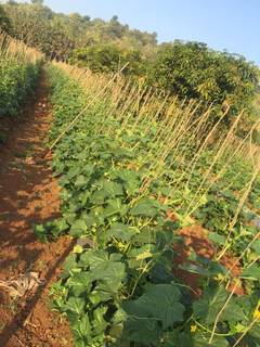 Farming company that grows fruits and vegetables on 100 acres of land.