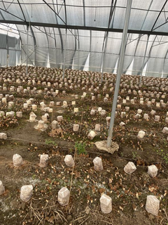 Morel mushroom cultivation project with secured offtake, seeking investment to scale controlled production.