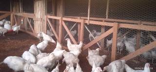 Chicken distributors with 1,200 chickens seeks funds for kick-starting operations.