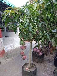 Investment opportunity in a thriving mango plant nursery with over 100 customers and expansion plans.