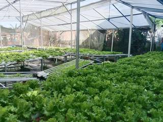 Hydroponic lettuce supplier in Makassar serving restaurants, seeking funding to scale for Indonesia’s MBG program.