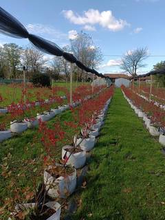 Organic farming business in Croatia, having a scope of expanding to the foreign market.