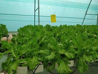 Full business for sale: Exotic vegetable farm with hydroponic technology and established retail channels.