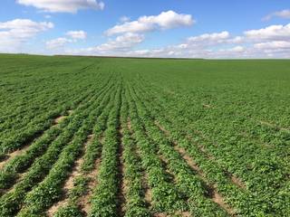 For sale: Company cultivating and drying vegetables having massive capacity and yields from Poland.