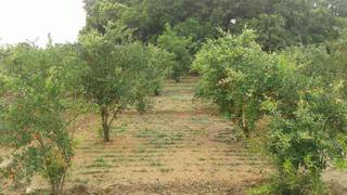 Bangalore based company practising Vedic farming to grow different types of vegetables, fruits and cereals.