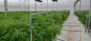 Licensed cannabis company based in Colombia for sale.