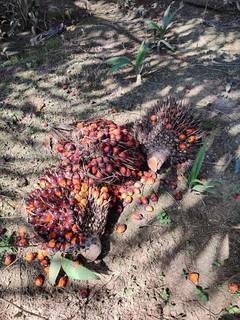 Palm oil farmer with 400-hectare plantation and weekly harvest capacity, seeking working capital loan.