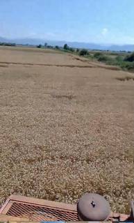 Agricultural business in Ohrid North Macedonia growing wheat on over 140 hectares of land.