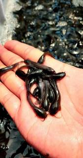 Catfish hatchery business based in Bandung, Indonesia breeding and selling catfish to local farmers.