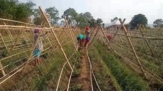 Vegetable farm in Bharatpur with 15 clients, and 4 years of experience looking for loan.