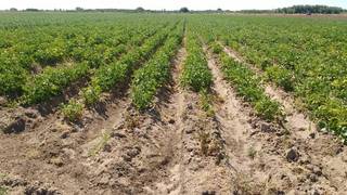 Cooperative is focused on fresh and dried vegetables such as garlic, onions, potatoes, pumpkins.