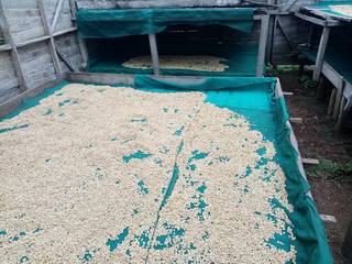 Cooperative society exporting fair trade certified coffee to foreign markets.