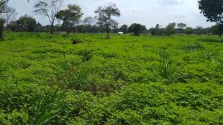 Family-owned vegetable farm in Anuradhapura, specializing in grains, vegetables, and fruits, seeking funding.