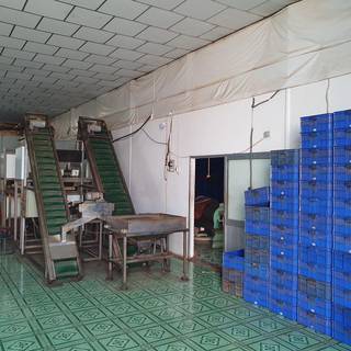 For Sale: Fully operational cashew kernel production unit based in Vietnam.