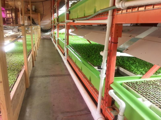 Financially viable vertical farming company producing fresh, safe produce for consumers daily, seeks an investor.