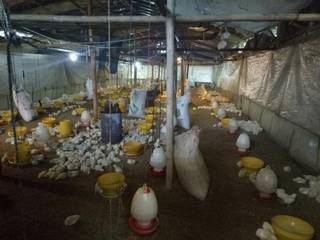 Chicken broiler farm having a two month capacity of 11,000 chickens.