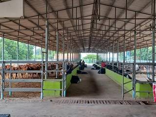 Profitable Thai-based livestock exporter selling 3-5 tons/week to Malaysia, seeks investment for expansion.