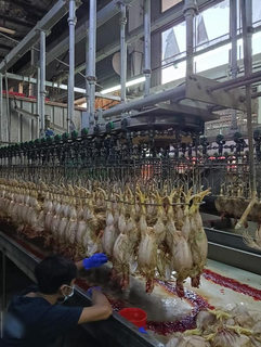 Halal chicken processing plant in Kedah with a strong distribution network and local demand.