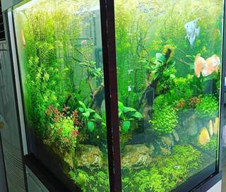 Bangalore-based aquascapping business provides aquariums, fishes, and maintenance services at clients' locations.