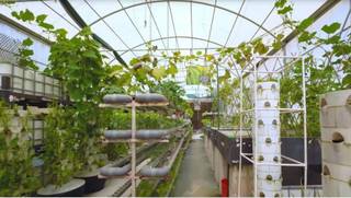 Company has an experimental setup that produces leafy veggies through aquafarming on 1-acre land.