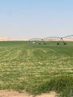 Animal feed farm in Al Ahsa, seeking investment for agricultural growth & integrated food-production.